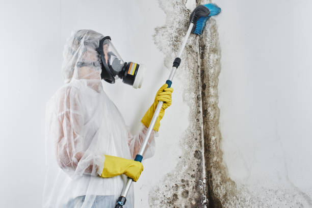 Best Certified Mold Removal  in Tiltonsville, OH