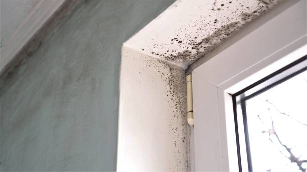 Best Fast Mold Removal  in Tiltonsville, OH