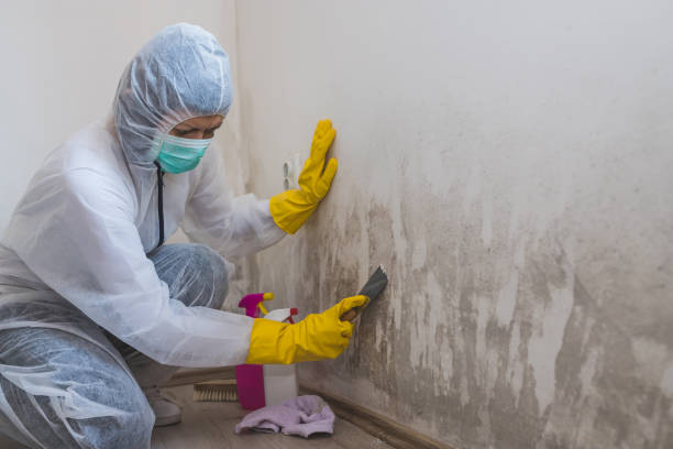 Best Local Mold Removal Service  in Tiltonsville, OH