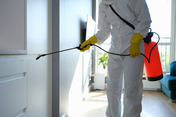 Mold Removal Process in Tiltonsville, OH