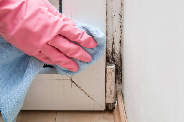 Best Home Mold Removal  in Tiltonsville, OH